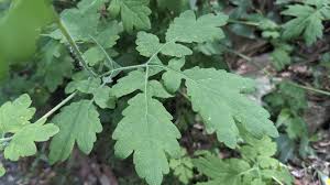 Attēlu rezultāti vaicājumam “Chelidonium majus bud”
