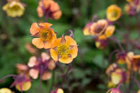 Attēlu rezultāti vaicājumam “Geum”