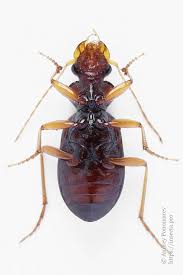 Attēlu rezultāti vaicājumam “Leistus ferrugineus”