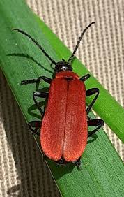 Attēlu rezultāti vaicājumam “Pyrochroa coccinea”