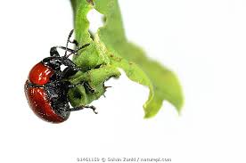 Attēlu rezultāti vaicājumam “Attelabus nitens”