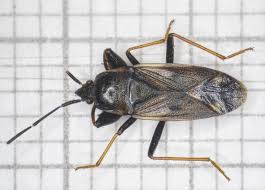 Attēlu rezultāti vaicājumam “Eremocoris plebejus”