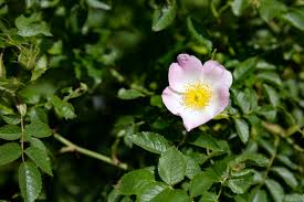 Image result for Rosa canina
