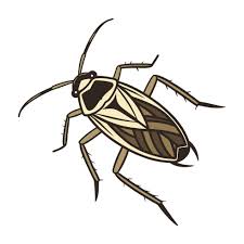 Attēlu rezultāti vaicājumam “Notonecta glauca”