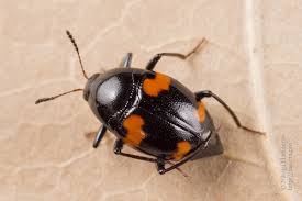 Attēlu rezultāti vaicājumam “Scaphidium quadrimaculatum”