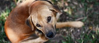 Image result for cestoda excrement dog