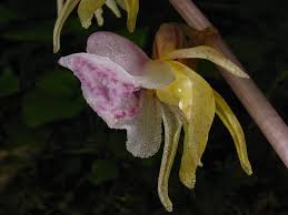 Attēlu rezultāti vaicājumam “Epipogium aphyllum”