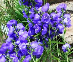 Image result for Campanula persicifolia