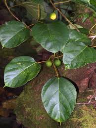 Attēlu rezultāti vaicājumam “Fuligo laevis”