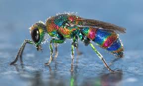 Attēlu rezultāti vaicājumam “Chrysididae”