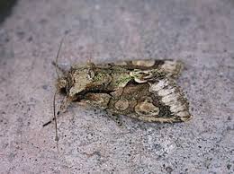 Attēlu rezultāti vaicājumam “Allophyes oxyacanthae”