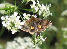 Attēlu rezultāti vaicājumam “Panemeria tenebrata”