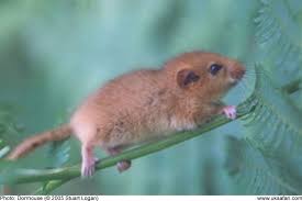 Attēlu rezultāti vaicājumam “Muscardinus avellanarius”