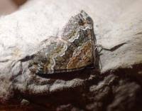 Attēlu rezultāti vaicājumam “Perizoma bifaciata”