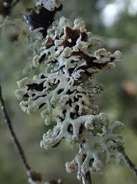 Attēlu rezultāti vaicājumam “Hypogymnia tubulosa”