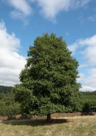 Attēlu rezultāti vaicājumam “Alnus”