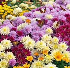 Image result for Chrysanthemum spectabile