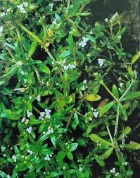 Attēlu rezultāti vaicājumam “Galium trifidum”