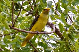 Attēlu rezultāti vaicājumam “Oriolus oriolus”