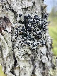 Attēlu rezultāti vaicājumam “Mycoblastus sanguinarius”