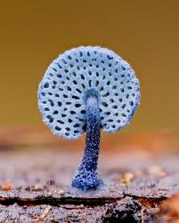 Attēlu rezultāti vaicājumam “Diachea leucopodia stalked”