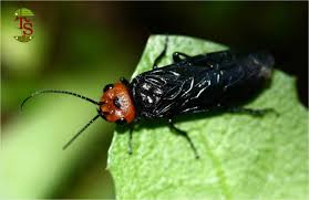 Attēlu rezultāti vaicājumam “Acantholyda erythrocephala”