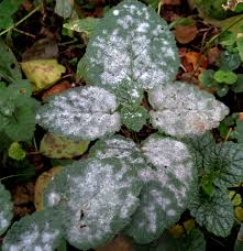 Attēlu rezultāti vaicājumam “Erysiphe galeopsidis”