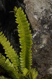 Attēlu rezultāti vaicājumam “Polystichum lonchitis”