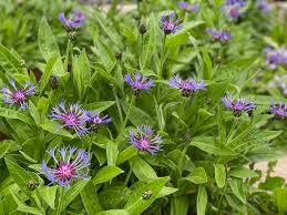 Image result for Flockenblume