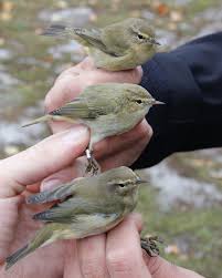 Image result for Phylloscopus ibericus
