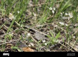 Attēlu rezultāti vaicājumam “Cerastium holosteoides fruit”
