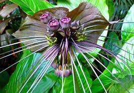 Image result for Tacca chantrieri