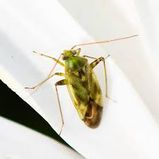 Attēlu rezultāti vaicājumam “Miridae”