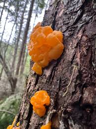 Attēlu rezultāti vaicājumam “Dacrymyces chrysospermus”