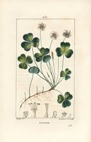 Attēlu rezultāti vaicājumam “Oxalis acetosella leaf”