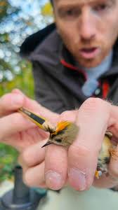 Attēlu rezultāti vaicājumam “Regulus regulus”