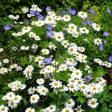 Attēlu rezultāti vaicājumam “Leucanthemum vulgare”