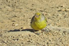 Image result for Carduelis citrinella