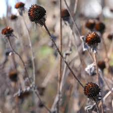Image result for Rudbeckia fulgida