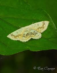 Attēlu rezultāti vaicājumam “Cyclophora annularia”
