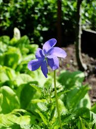 Image result for Viola cornuta