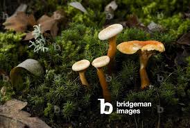 Attēlu rezultāti vaicājumam “Hygrophoropsis aurantiaca”