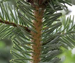 Attēlu rezultāti vaicājumam “Abies alba”