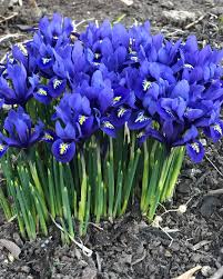 Attēlu rezultāti vaicājumam “Iris reticulata”
