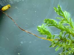 Attēlu rezultāti vaicājumam “Plagiomnium cuspidatum sporophyte”