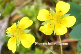 Attēlu rezultāti vaicājumam “Potentilla reptans flower”