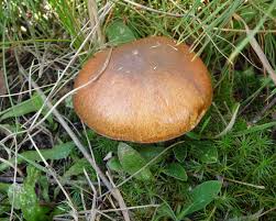 Attēlu rezultāti vaicājumam “Suillus luteus”