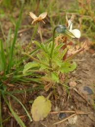 Attēlu rezultāti vaicājumam “Viola arvensis bud”