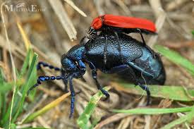 Attēlu rezultāti vaicājumam “Pyrochroidae imago”
