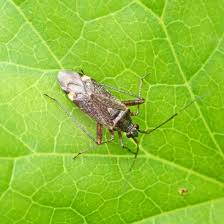 Attēlu rezultāti vaicājumam “Closterotomus biclavatus”